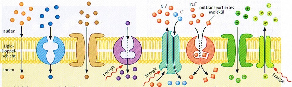 course_image